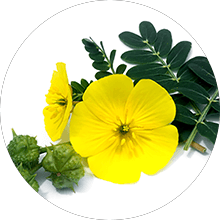 tribulus-terrestris